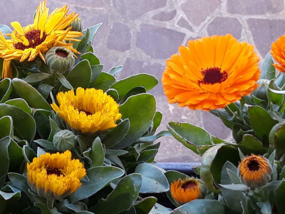 Appartement Flowery House à Rome Extérieur photo